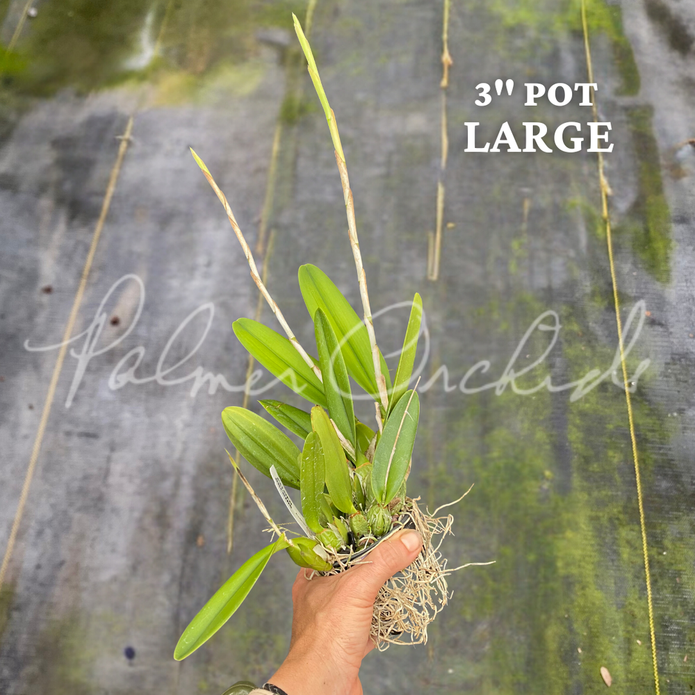 Laelia aurea — Palmer Orchids